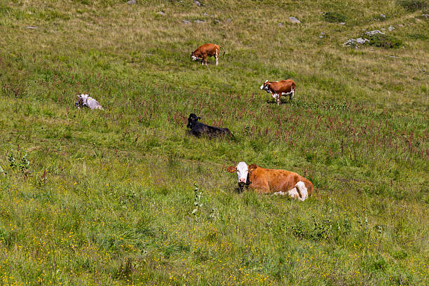 Cows grazing in the Dolomites in Italy