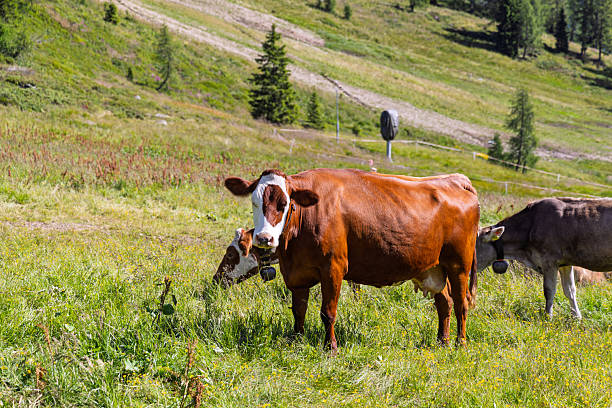 Cows grazing in the Dolomites in Italy