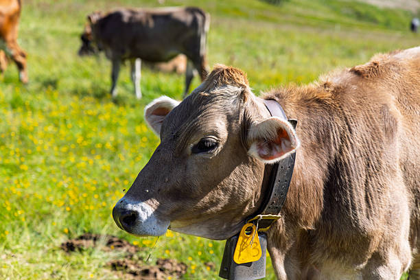 Cows grazing in the Dolomites in Italy