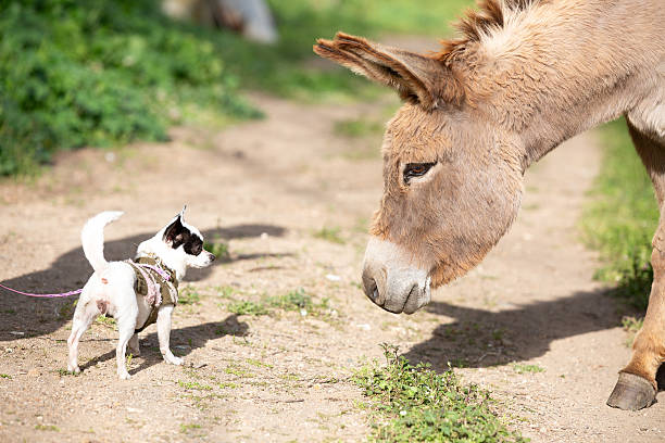 Two small donkeys standing on the dirt path and looking for food