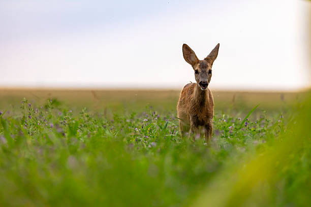 istock A baby deer walks through the field alone. 2227836178