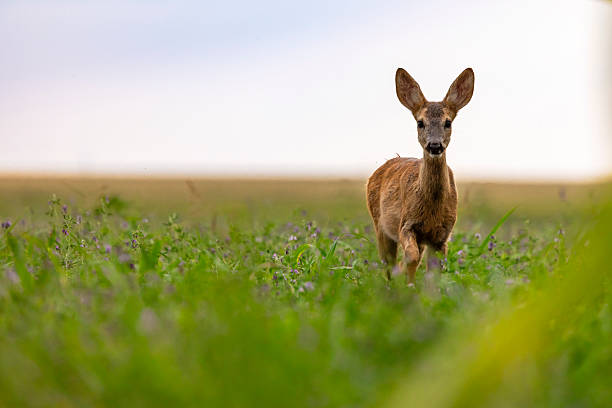 istock A baby deer walks through the field alone. 2227836186