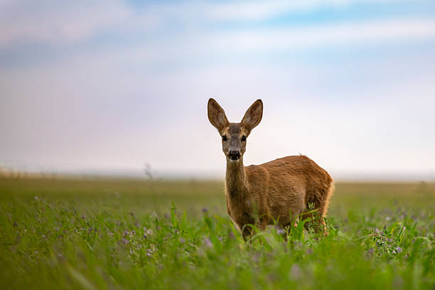 istock A baby deer walks through the field alone. 2227836196