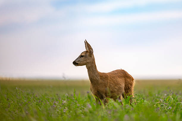 A beautiful baby deer is grazing in a green field.