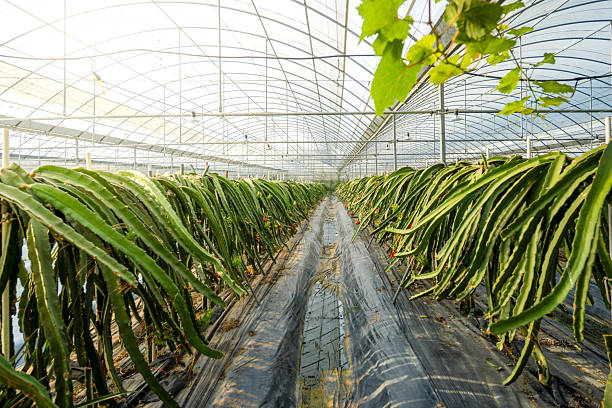 istock Modern Greenhouse Cultivation of Pitaya Plants 2227836742