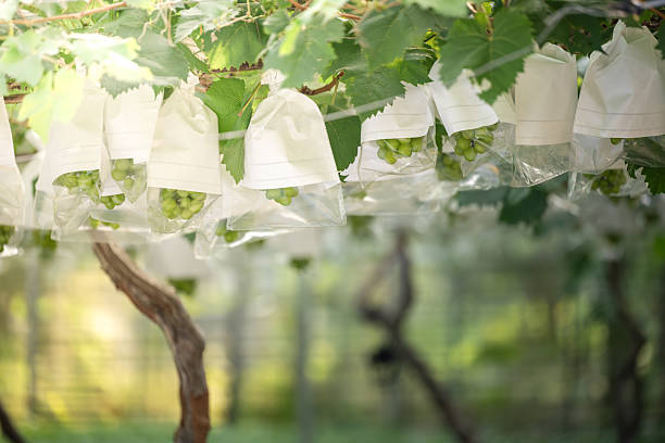 Grapes in Protective Bags at a Vineyard