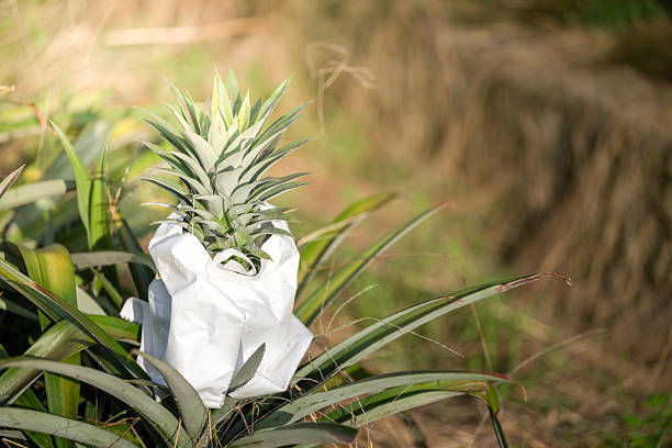 Pineapple Wrapped in Paper Amidst Natural Surroundings
