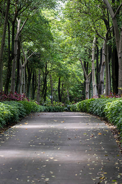 istock A Serene View of a Tree-Lined Pathway in a Lush Forest 2227839538