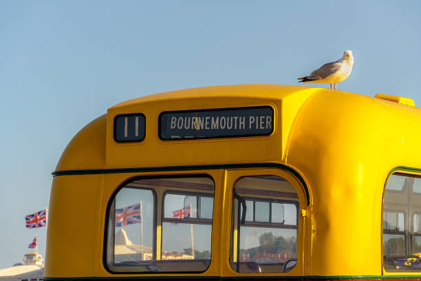 Seagull on a bus to Bournemouth Pier