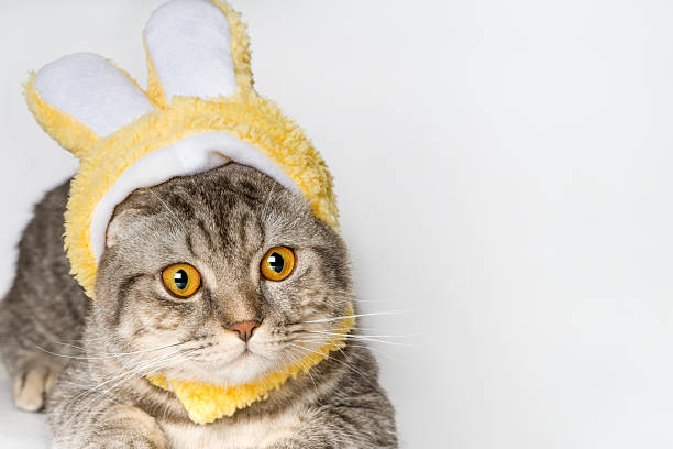 istock Funny Easter cat Scottish fold kitten in bunny ears costume with copy space banner background 2227839681