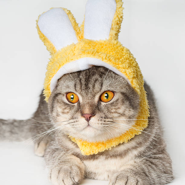istock Cute grey cat Easter bunny hat Scottish fold kitten animal portrait holiday celebration concept 2227839686