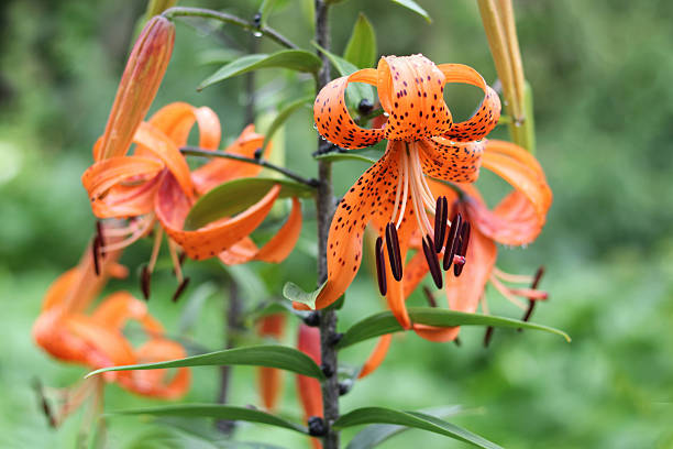 istock Close-Up of Blooming Tiger Lily 2227840184