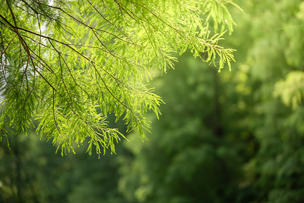 istock Green Leaves Bathed in Sunlight, Creating a Serene and Natural Atmosphere 2227841148