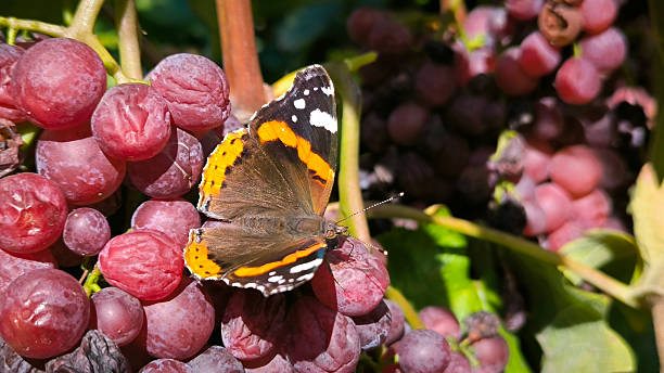 colorful butterfly sitting on the grapes