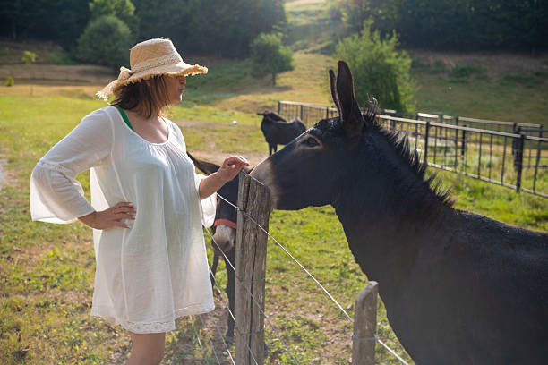 A donkey walks quietly in the pasture of his farm. In the background, several donkeys stand under a metal roof, sheltering from the sun.