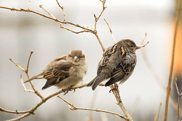 istock Close up of two house sparrow bids 2227844006