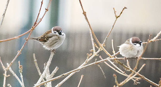 istock Two brown house sparrow birds 2227844022