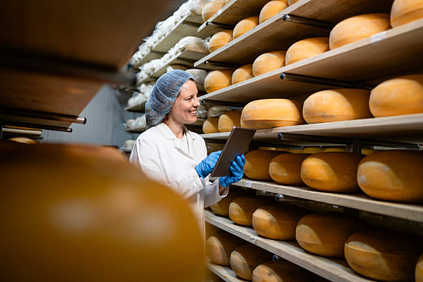 istock Food storage control. Checking condition of cheese wheels arranged on shelves. 2227844105