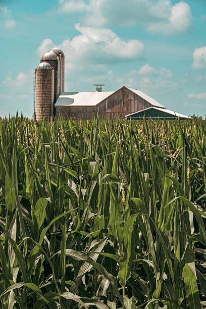 istock Cornfield and Barn with Silos in Summer 2227844518