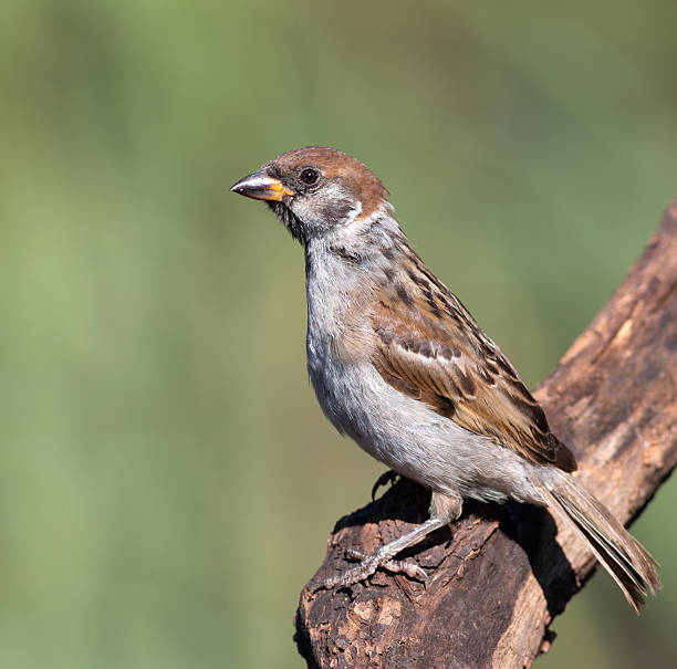 istock Eurasian tree sparrow, Passer montanus. Bird sitting on a branch, beautiful background 2227845151
