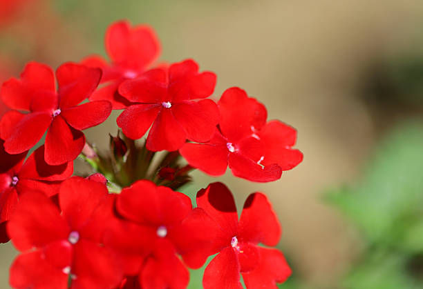 Garden red verbena (Glandularia x hybrida, Mock vervain)