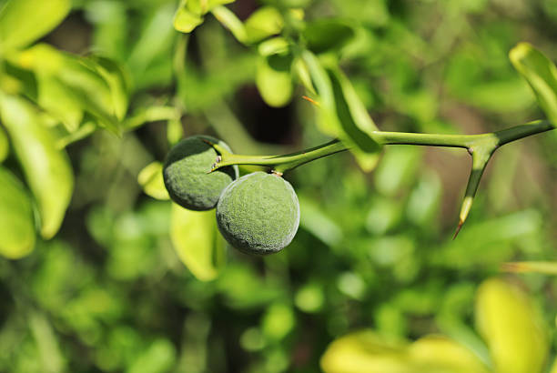 Trifoliage orange, poncirus, Citrus trifoliata