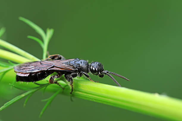 istock Bees on wild plants, North China 2227845757