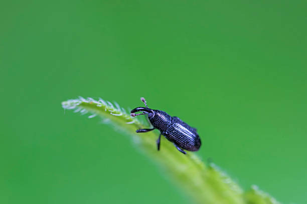 istock Weevil on green leaves, North China Plain 2227845894