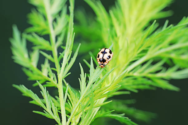 Ladybirds live on weeds in the North China Plain