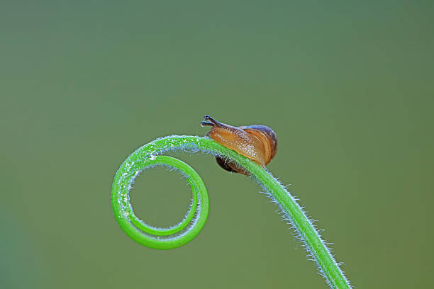 The snail crawls on the green leaves