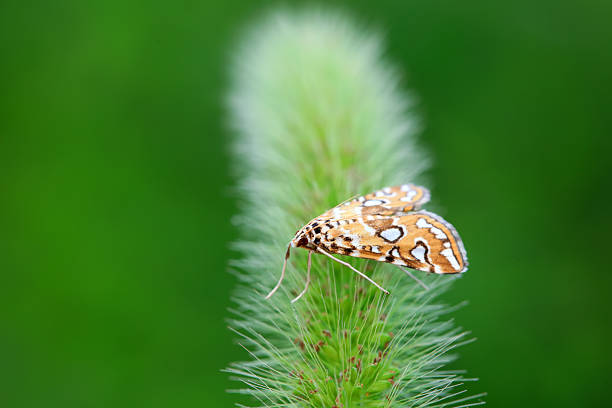 Moths inhabit plants in a natural state, North China Plain