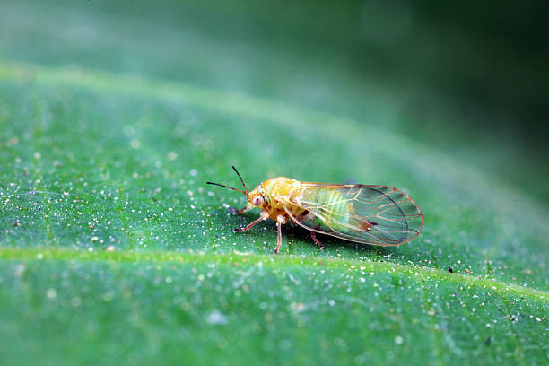 Moths inhabit plants in a natural state, North China Plain