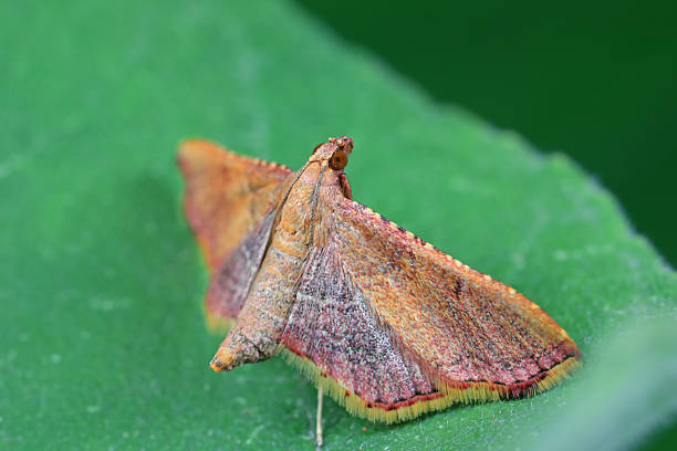Moths inhabit plants in a natural state, North China Plain