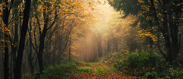 istock Dreamy dramatic autumn scenery in a misty forest 2227846286