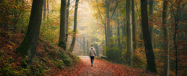 istock Calming walk in a gorgeous autumn forest 2227846394