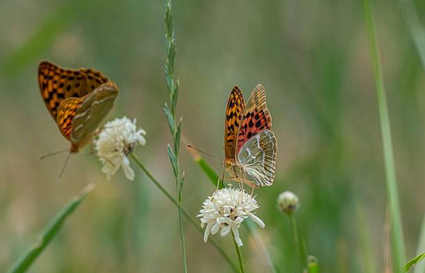 istock The Mediterranean Fritillary (Argynnis pandora) 2227846529