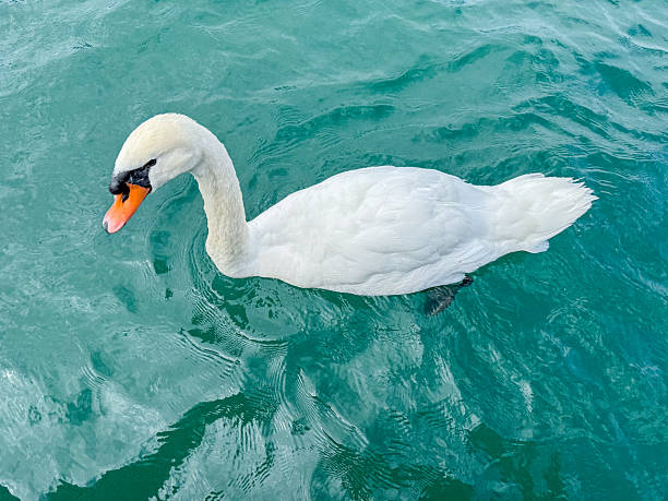 Elegant white swan glides smoothly on clear turquoise water. Graceful waterfowl in natural aquatic habitat. Beautiful bird swimming in calm lake or pond environment.