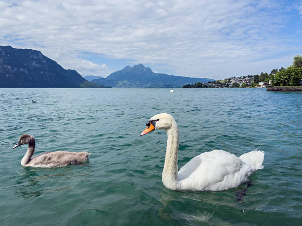 istock Swans Swimming Near Lakeside with Mountain View 2227846859