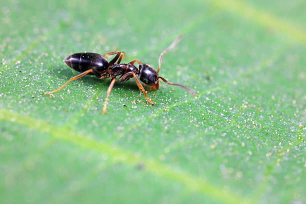istock Ants on wild plants, North China 2227847684