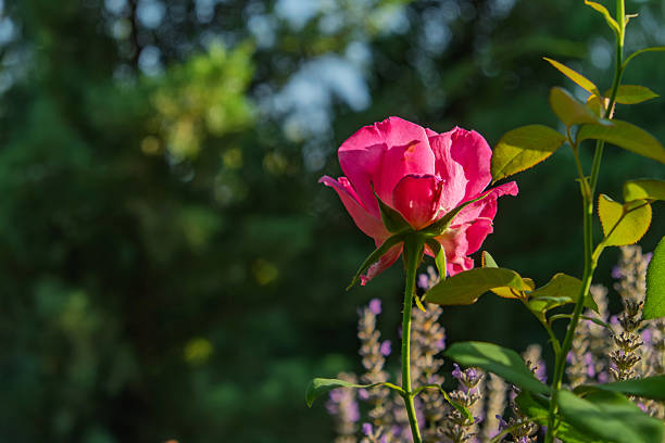 istock A striking close-up of a pink rose. 2227847763