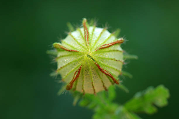 Wild watermelon seedling flowers in fields, North China