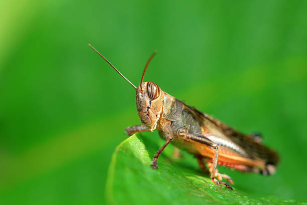 istock Grasshoppers live on wild plants, North China 2227847925