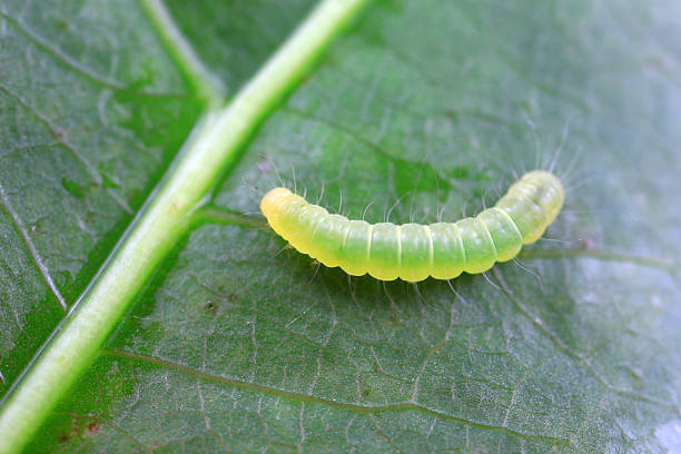 istock Lepidoptera larvae on wild plants, North China 2227847951