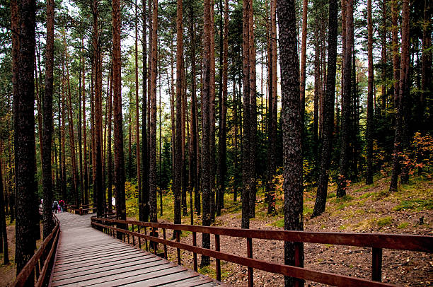 Green summer forest landscape, spruce forest trees, grass and cloudy sky Karelia