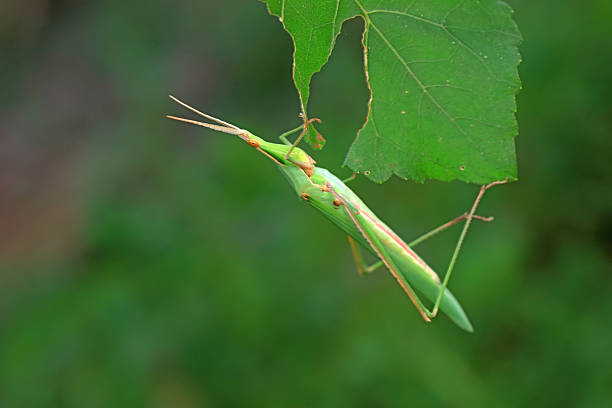 A walkingstick insect, or phasmatodea, on a twig. Shot with a Canon 5D Mark IV.