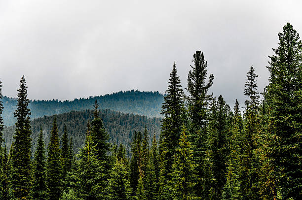 Green summer forest landscape, spruce forest trees, grass and cloudy sky Karelia