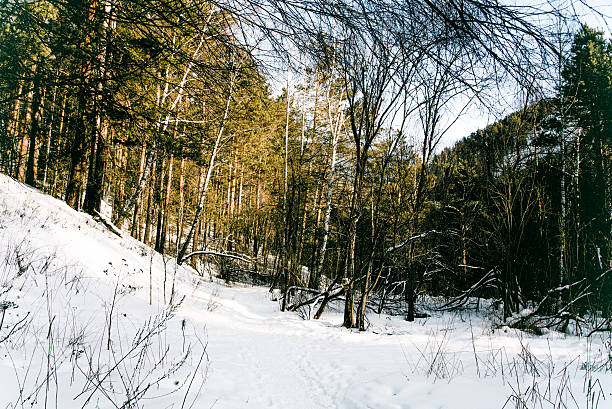 White Siberia winter spruce forest landscape, snow trees and cloudy sky, bright day