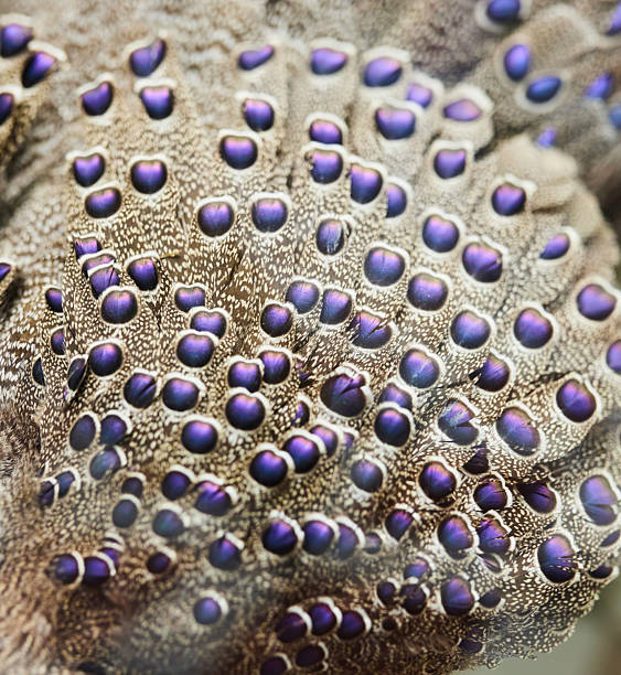 The texture of a bird's mottled plumage