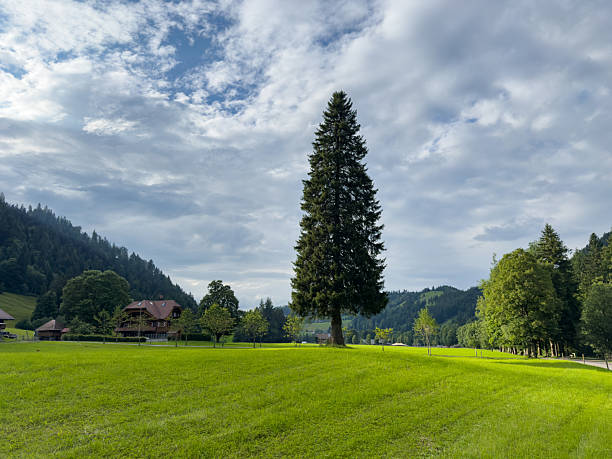 A tall pine tree stands alone in a lush green meadow under a partly cloudy sky. Scenic rural landscape with rolling hills and distant trees. Peaceful countryside nature scene.