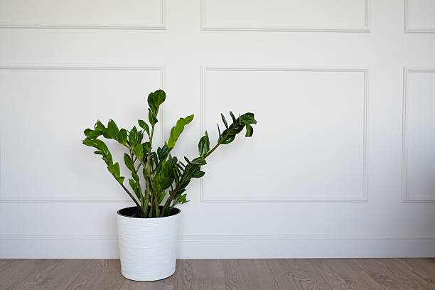 istock plant Zamioculcas 2227849343
